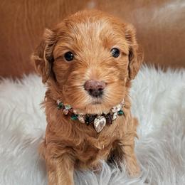 Chanel - Red  female Goldendoodle puppy in Pine Grove, California from Lundee Doodles