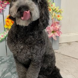 Goldendoodles from Rainbow Doodle