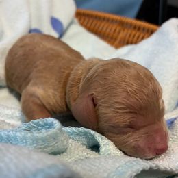 White Collar - Red  male Poodle puppy in Huntsville, Alabama from Flint River Poodles