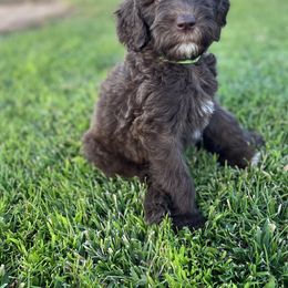 Bernedoodle, Goldendoodle, and Sheepadoodle Puppies from High Desert Doodles