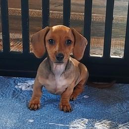 REBA - Red female Dachshund puppy in Swink, Oklahoma from Palali Farm