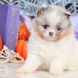Kuzco - Blue merle male Pomeranian puppy in Antelope, California from California Pom Paradise