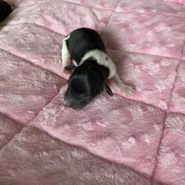 Mr. Roper - Piebald male Dachshund puppy in Wolf Lake, Indiana from Canisteo Dachshunds
