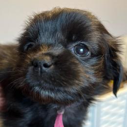 Pink Collar - Harley - Black and white female Shorkie puppy in Mays Landing, New Jersey from Fancy Paws Shorkies & Shih Tzus