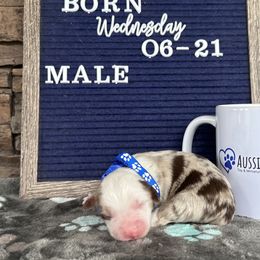 Red Merle Male - Red merle Toy Australian Shepherd puppy in Deridder, Louisiana from AussieSmiths