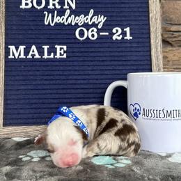 Red Merle Male - Red merle Toy Australian Shepherd puppy in Deridder, Louisiana from AussieSmiths