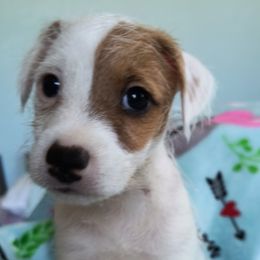 Jack Russell Terrier Puppies from Mischief Managed Jack Russell Terriers