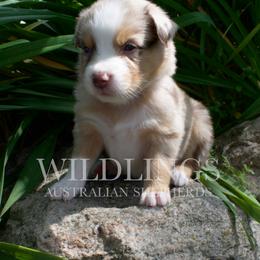 Cheetah - Orange Collar - NBT - Red merle female Australian Shepherd puppy in Newport, Rhode Island from Wildlings Australian Shepherds