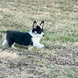 Pembroke Welsh Corgi Puppies from The King’s Corgis
