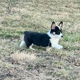 Pembroke Welsh Corgi Puppies from The King’s Corgis