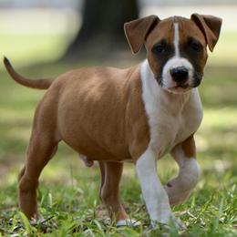 Boy 1 - Red male American Staffordshire Terrier puppy in St. Augustine, Florida from LBK & Ancient City