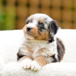 Roxy - Blue merle female Bernedoodle puppy in Spokane, Washington from Lilac City Doodles
