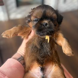 Yellow boy - Red male Shih Tzu puppy in Berkeley Springs, West Virginia from Sandridge Shih Tzus