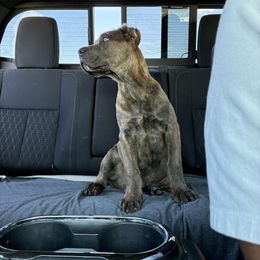King Kofi - Gray and fawn male Cane Corso puppy in Sienna, Texas from Robinson Elite Corsos