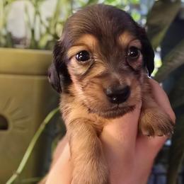 Morganite - Red female Dachshund puppy in Windom, Minnesota from Aster Creek Dachshunds & Australian Shepherds