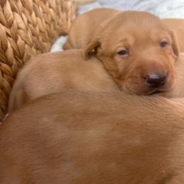 Green - Yellow male Labrador Retriever puppy in Oklahoma City, Oklahoma from H & H Retrievers