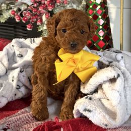 Benson Boone - Red  male Goldendoodle puppy in Utah from Doodle Love ❤️ Goldendoodle puppies