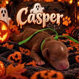 Casper - Red  male Poodle puppy in Southampton, New Jersey from Lavishly Loved Pets LLC
