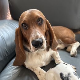 Bluebird - Basset Hound
