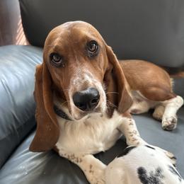 Bluebird - Basset Hound