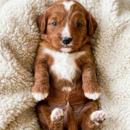 Kirby - Red male Cavapoo puppy in Salt Lake City, Utah from SunnySide Mini Doodles
