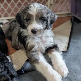 Titan - Blue merle male Aussiedoodle puppy in New Durham, New Hampshire from Ridgeview Aussiedoodles