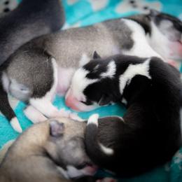 Siberian Husky Puppies from Ivie Huskies