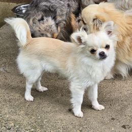 Chiquita Banana - Fawn and white female Chihuahua puppy in Xenia, Ohio from Moose Creek Chihuahua's