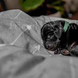 Dachshund Puppies from Friends ‘n Low Places Dachshunds of Texas