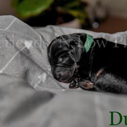 Dachshund Puppies from Friends ‘n Low Places Dachshunds of Texas