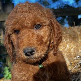 Spruce - Apricot male Goldendoodle puppy in Sumner, Washington from Little Acre Doodles