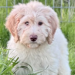 Goldendoodles and Poodles from Starlight Goldendoodles