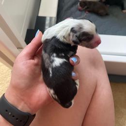 Girl 3 - Blue merle female Miniature Australian Shepherd puppy in Fort Collins, Colorado from Basil’s Sweet Creatures