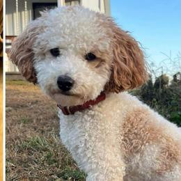 Comet - Poodle