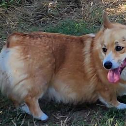 Britta - Pembroke Welsh Corgi