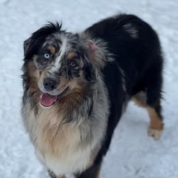 Dizzy - Australian Shepherd