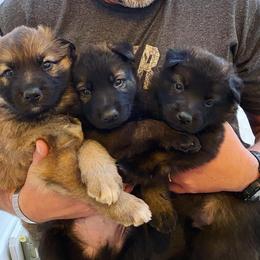 German Shepherd Puppies from Scenic City Shepherds