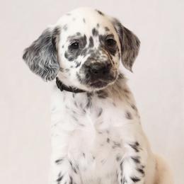 Black - White and black male Dalmatian puppy in Cottage Grove, Oregon from Hidden Hills Dalmatians