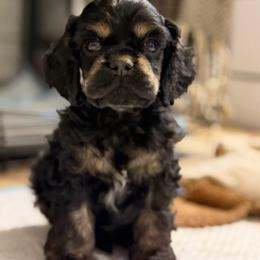 Cocker Spaniel puppies from LoElls Cocker Spaniels