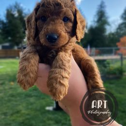 Goldendoodle Puppies from BasilBella’s Doodles