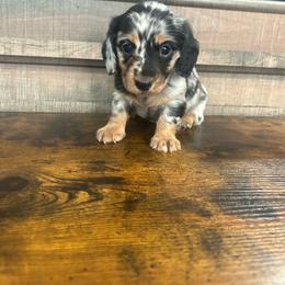 Dapple Boy - Dapple male Dachshund puppy in Stilwell, Oklahoma from Bidding Creek Dachshunds