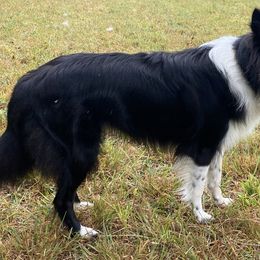 Old Time Scotch Collies from The Fiddlesticks Farm