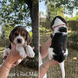 Sugar's Red  - Reserved - Black red and white male Beagle puppy in Brownsville, Oregon from Beagles on the Run
