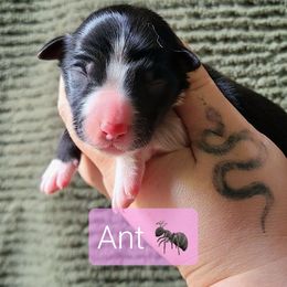 Ant - Tri-color female Border Collie puppy in Olive Hill, Kentucky from SaturnMoon MAS & BC