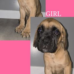 Freya - Fawn female Cane Corso puppy in Elyria, Ohio from Ballard Corsos