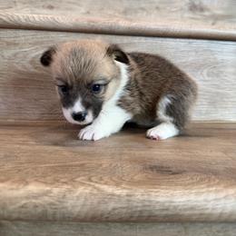 Diamond - Sable female Pembroke Welsh Corgi puppy in Phelan, California from Desert Sunset Pembroke Welsh Corgis
