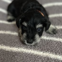 Orange Collar - Black and silver male Miniature Schnauzer puppy in Cypress, Texas from Rubybonnet Miniature Schnauzers