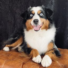 Aspen - Miniature Australian Shepherd