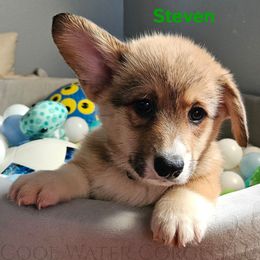 Steven - Red male Pembroke Welsh Corgi puppy in Kiowa, Colorado from Cool Water Corgis LLC