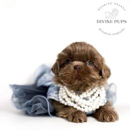 Enya - Liver female Shih Tzu puppy in League City, Texas from Divine Pups